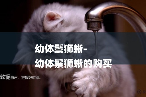 幼體鬃獅蜥-
幼體鬃獅蜥的購買