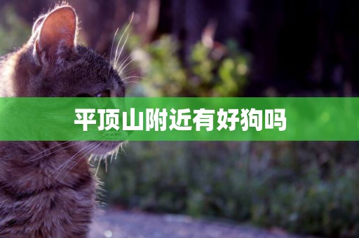 平頂山附近有好狗嗎