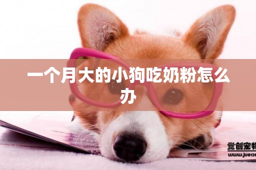 一個月大的小狗吃奶粉怎么辦