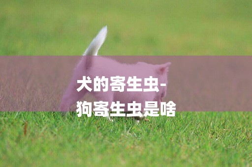 犬的寄生蟲-
狗寄生蟲是啥