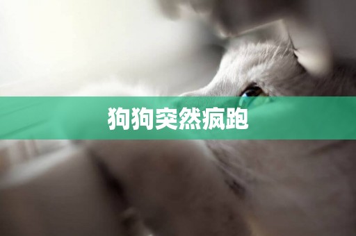 狗狗突然瘋跑
