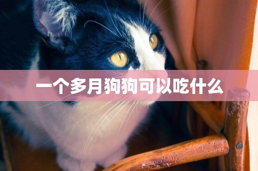 一個多月狗狗可以吃什么