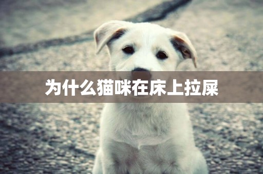 為什么貓咪在床上拉屎
