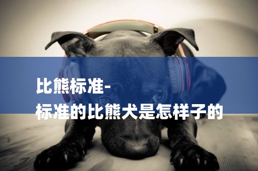 比熊標準-
標準的比熊犬是怎樣子的