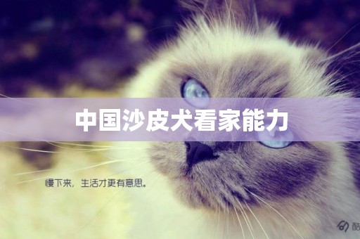 中國沙皮犬看家能力
