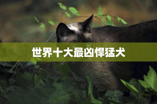 世界十大最兇悍猛犬