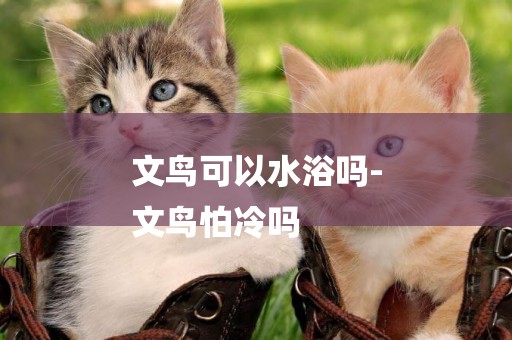 文鳥可以水浴嗎-
文鳥怕冷嗎