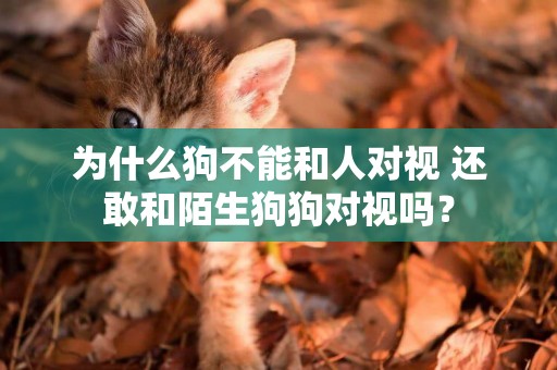 為什么狗不能和人對視 還敢和陌生狗狗對視嗎？