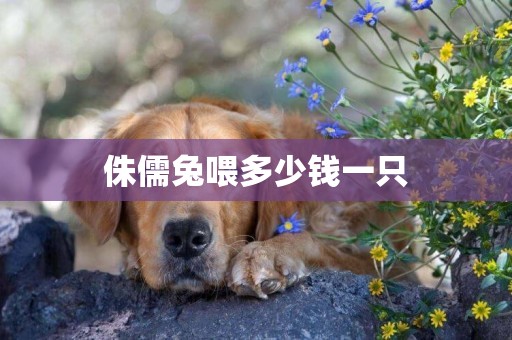 侏儒兔喂多少錢一只