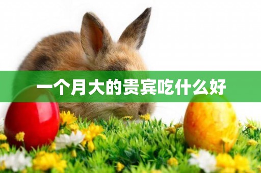 一個月大的貴賓吃什么好