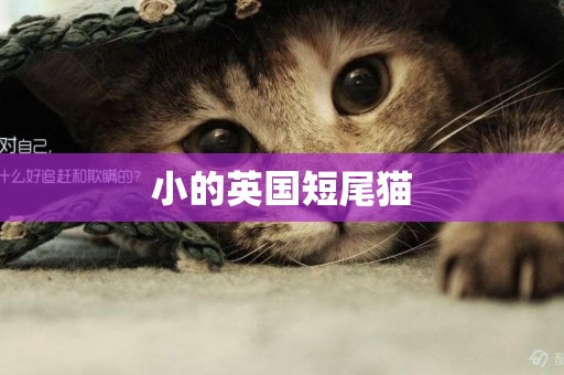 小的英國短尾貓