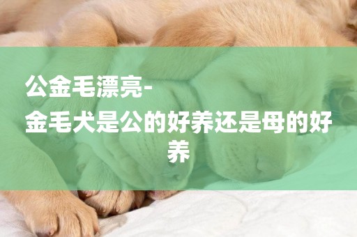公金毛漂亮-
金毛犬是公的好養還是母的好養