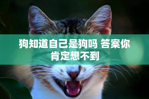 狗知道自己是狗嗎 答案你肯定想不到