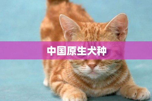 中國原生犬種