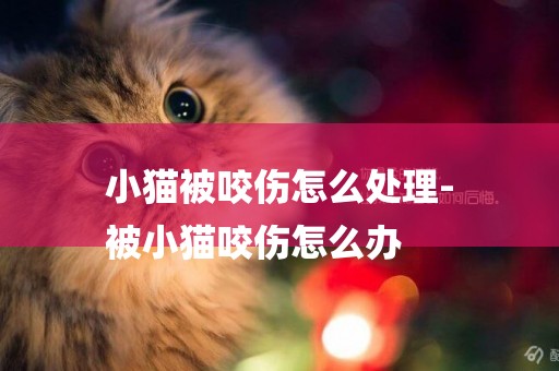 小貓被咬傷怎么處理-
被小貓咬傷怎么辦