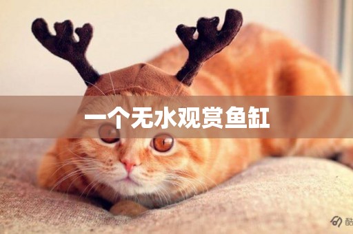 一個無水觀賞魚缸