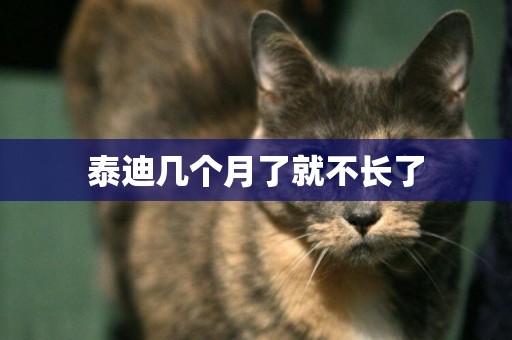 泰迪幾個月了就不長了