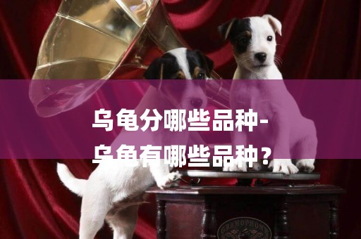 烏龜分哪些品種-
烏龜有哪些品種？