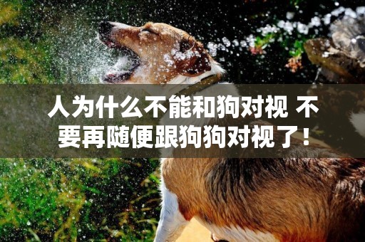 人為什么不能和狗對視 不要再隨便跟狗狗對視了！