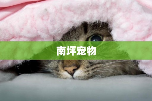 南坪寵物
