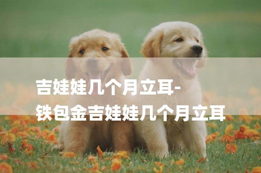 吉娃娃幾個月立耳-
鐵包金吉娃娃幾個月立耳