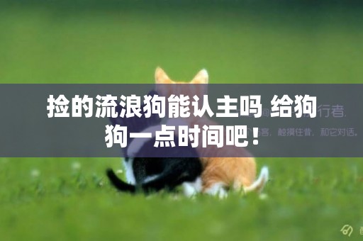 撿的流浪狗能認主嗎 給狗狗一點時間吧！