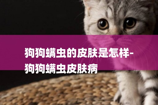 狗狗螨蟲的皮膚是怎樣-
狗狗螨蟲皮膚病