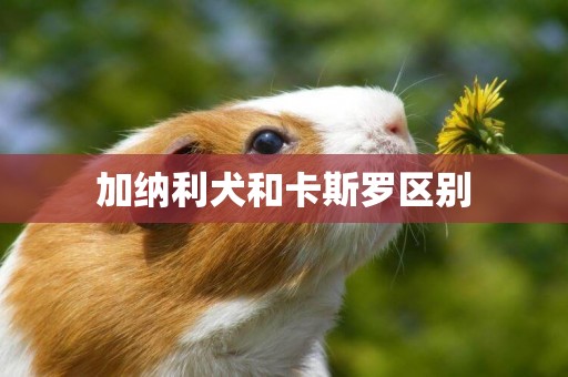加納利犬和卡斯羅區別