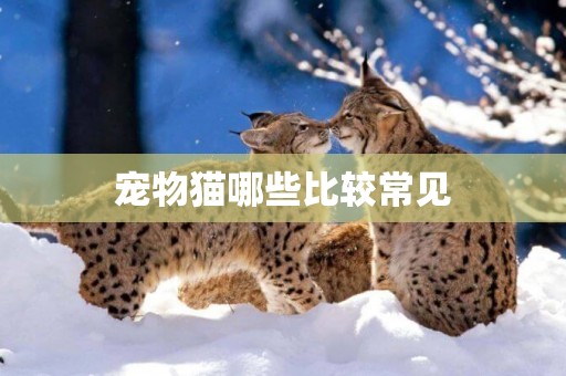 寵物貓哪些比較常見