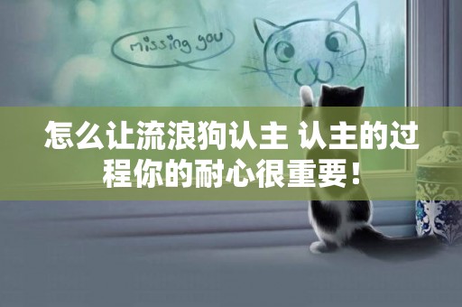怎么讓流浪狗認主 認主的過程你的耐心很重要！