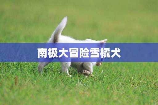 南極大冒險雪橇犬