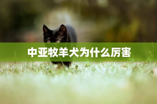 中亞牧羊犬為什么厲害