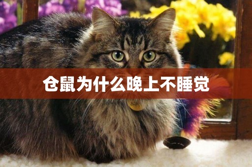 倉鼠為什么晚上不睡覺