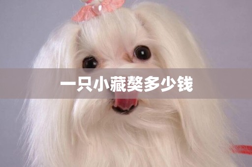 一只小藏獒多少錢