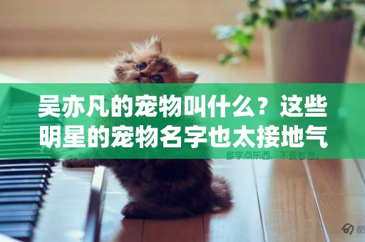 吳亦凡的寵物叫什么？這些明星的寵物名字也太接地氣了吧