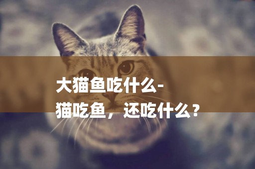 大貓魚吃什么-
貓吃魚，還吃什么？