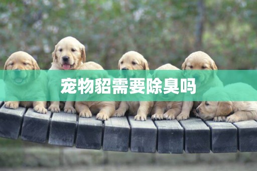 寵物貂需要除臭嗎