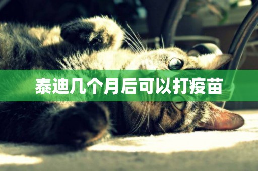 泰迪幾個月后可以打疫苗
