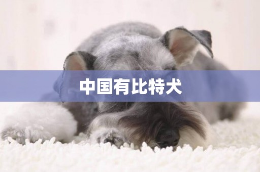 中國有比特犬