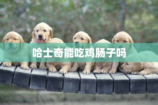哈士奇能吃雞腸子嗎