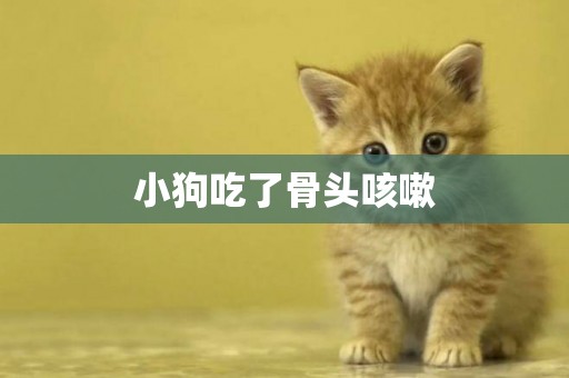 小狗吃了骨頭咳嗽