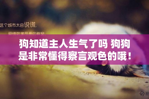 狗知道主人生氣了嗎 狗狗是非常懂得察言觀色的哦！