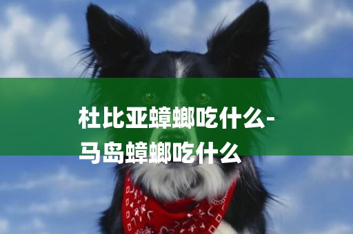 杜比亞蟑螂吃什么-
馬島蟑螂吃什么
