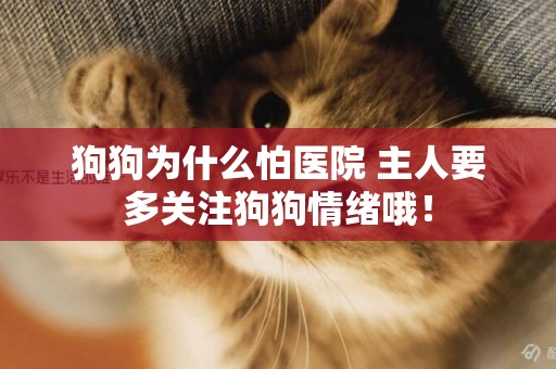 狗狗為什么怕醫院 主人要多關注狗狗情緒哦！