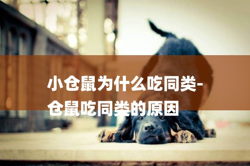 小倉鼠為什么吃同類-
倉鼠吃同類的原因