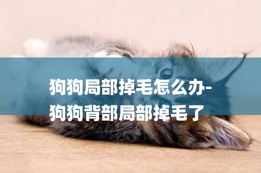 狗狗局部掉毛怎么辦-
狗狗背部局部掉毛了