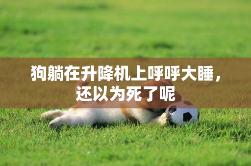 狗躺在升降機上呼呼大睡，還以為死了呢