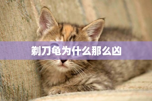剃刀龜為什么那么兇