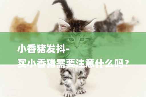 小香豬發抖-
買小香豬需要注意什么嗎？