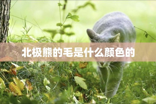 北極熊的毛是什么顏色的